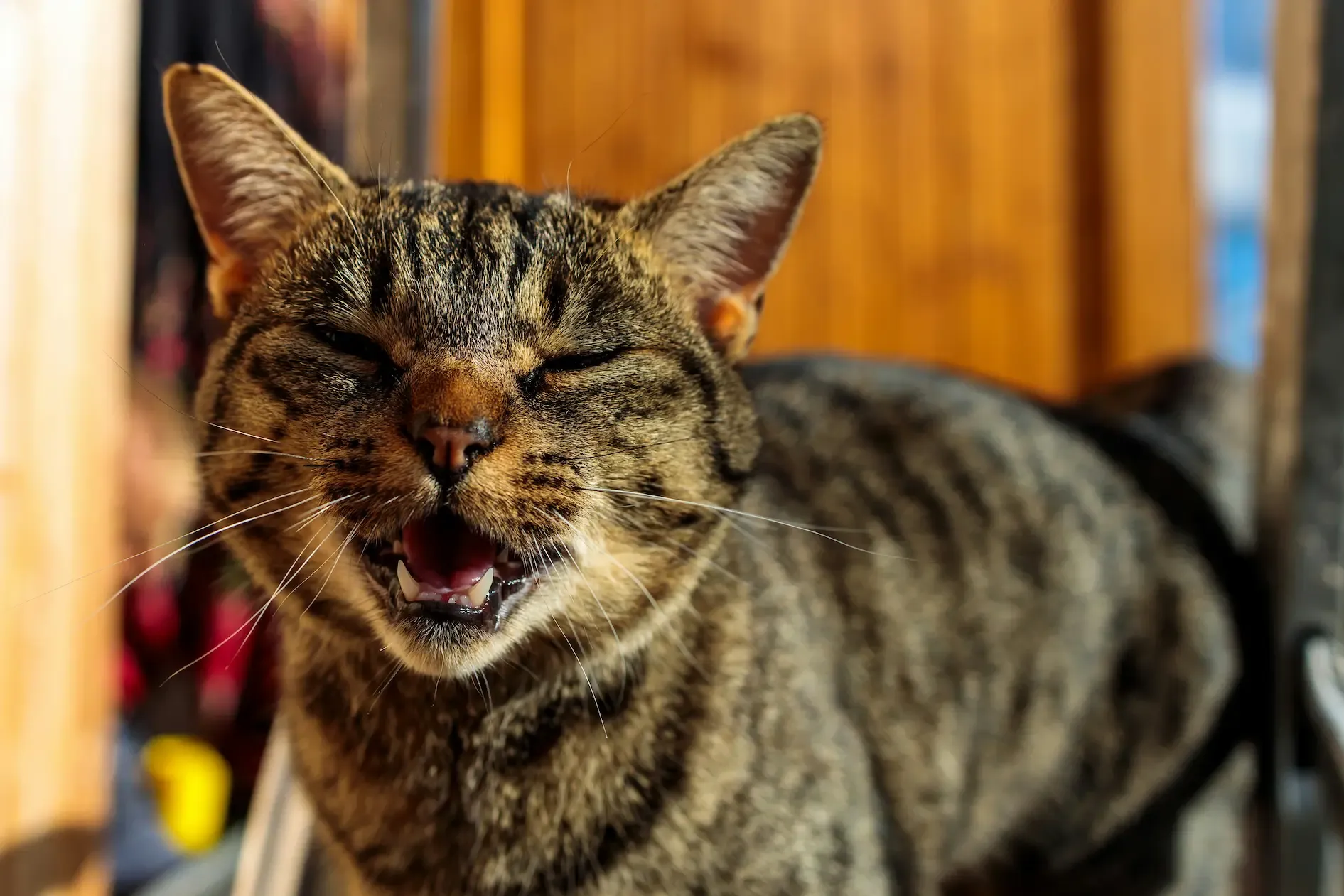 Chat qui miaule