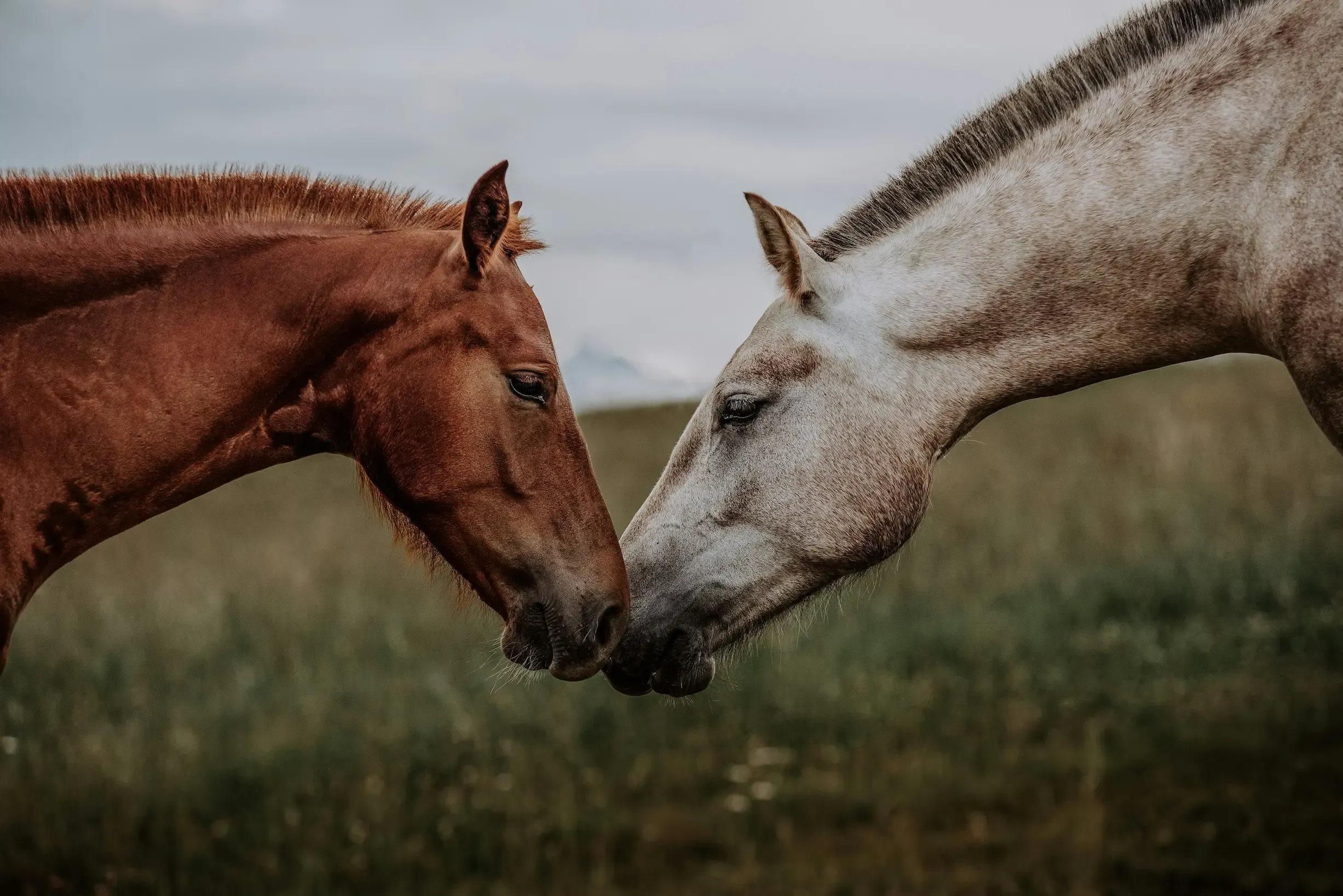 Couple de chevaux